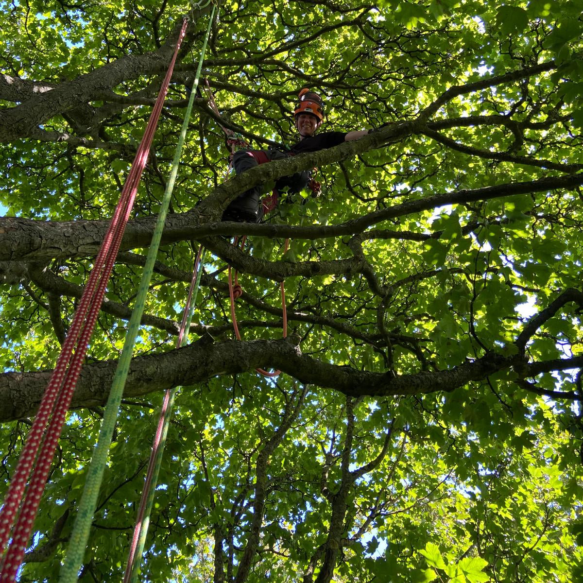 Advisory & Forestry Services