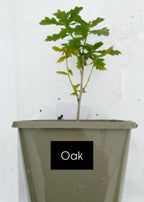 Potted trees - individual LARGE