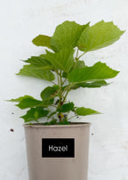 Potted trees - individual LARGE