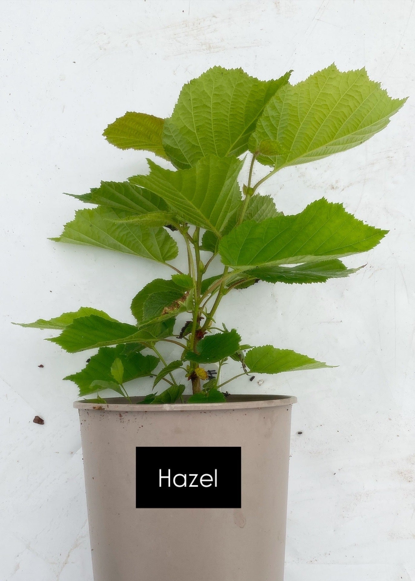 Potted trees - individual LARGE