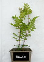 Potted trees - individual LARGE