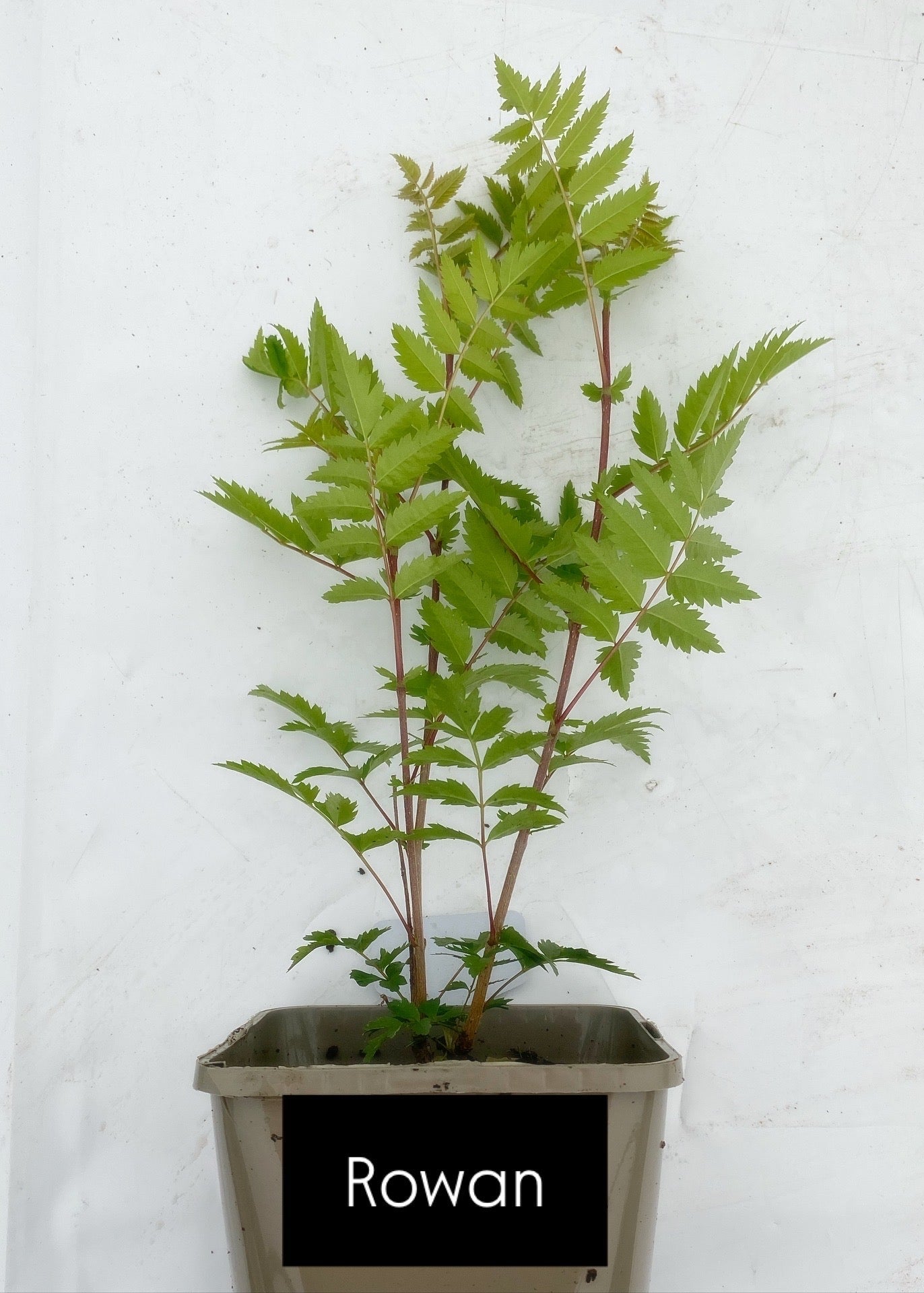 Potted trees - individual LARGE