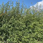Hedgerow starter pack (10 metres)