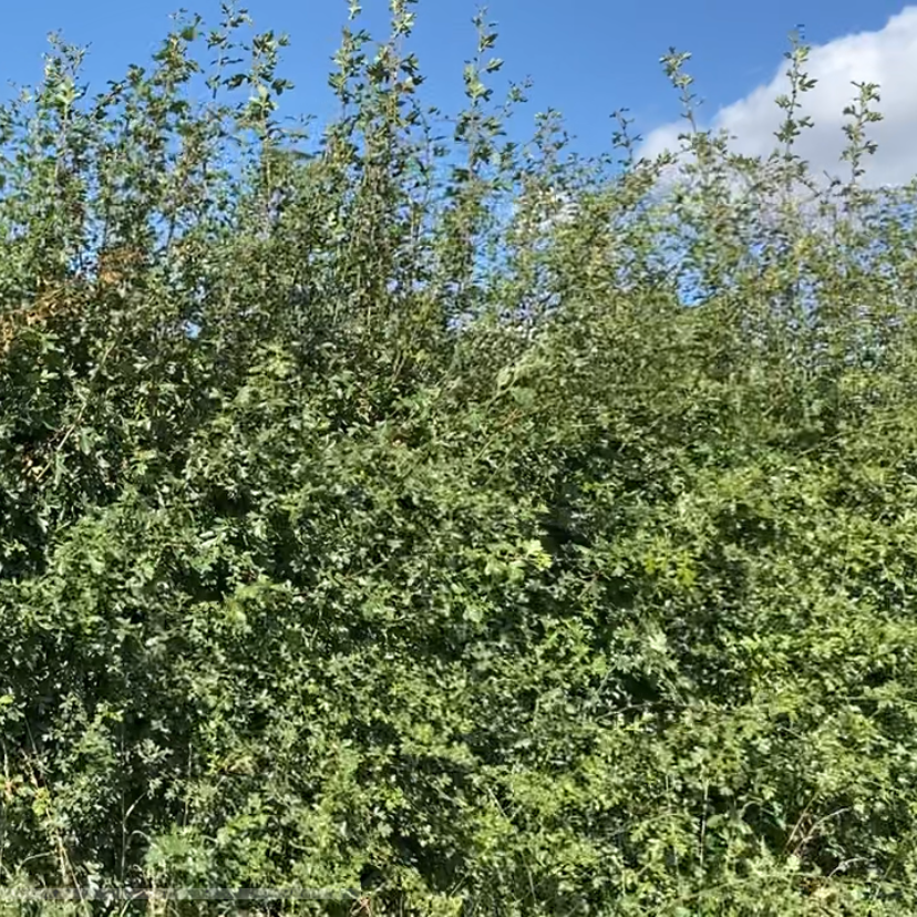 Hedgerow starter pack (10 metres)