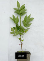 Potted trees - individual LARGE