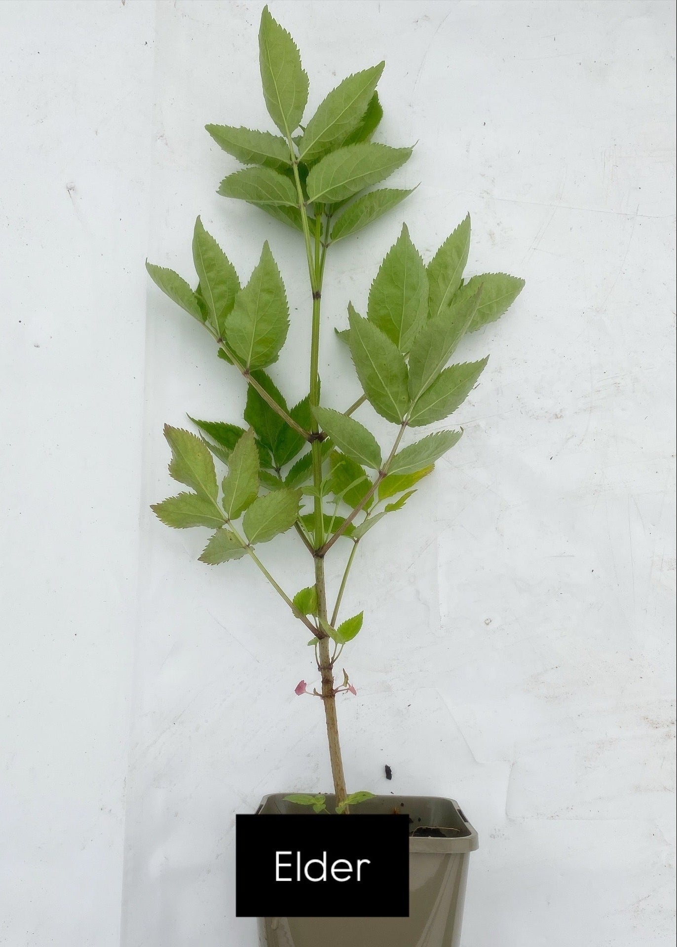 Potted trees - individual LARGE