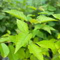 Wild cherry