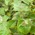 Downy birch