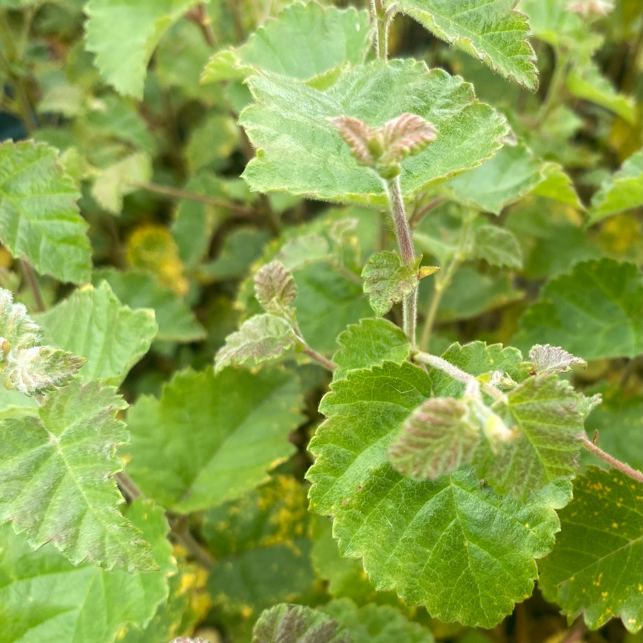 Downy birch