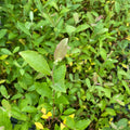 Grey willow