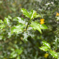 Holly