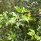 Holly