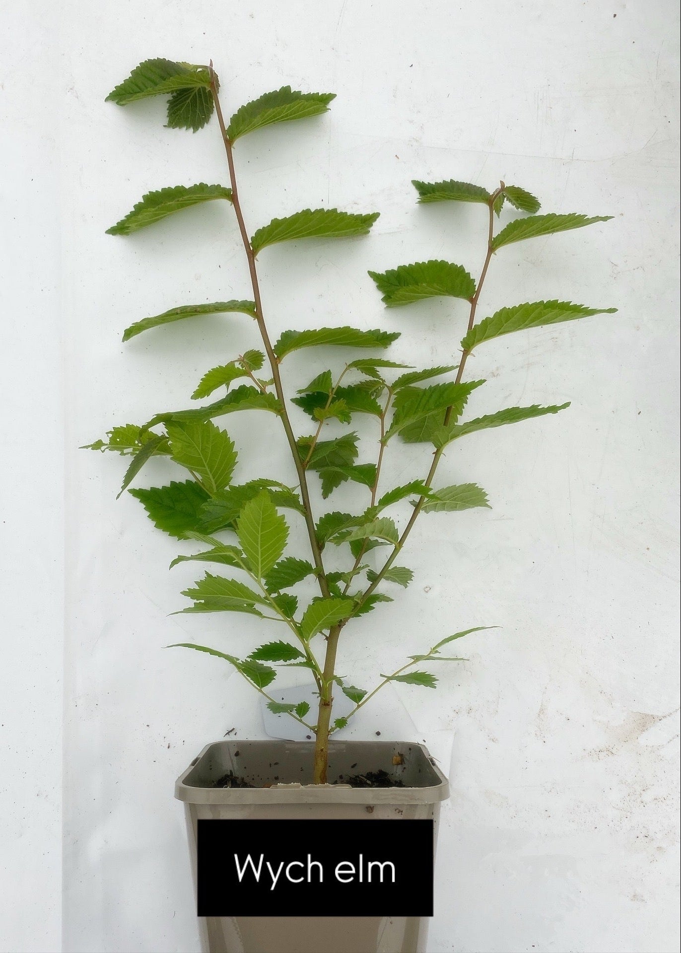 Potted trees - individual LARGE
