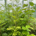 Potted trees - individual LARGE