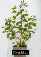 Potted trees - individual LARGE