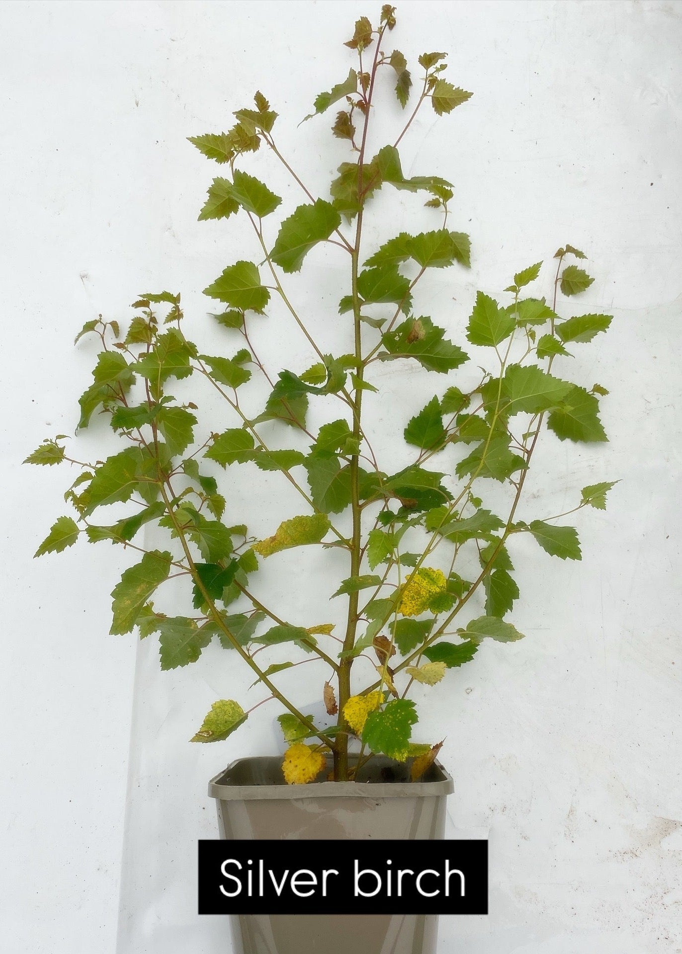 Potted trees - individual LARGE