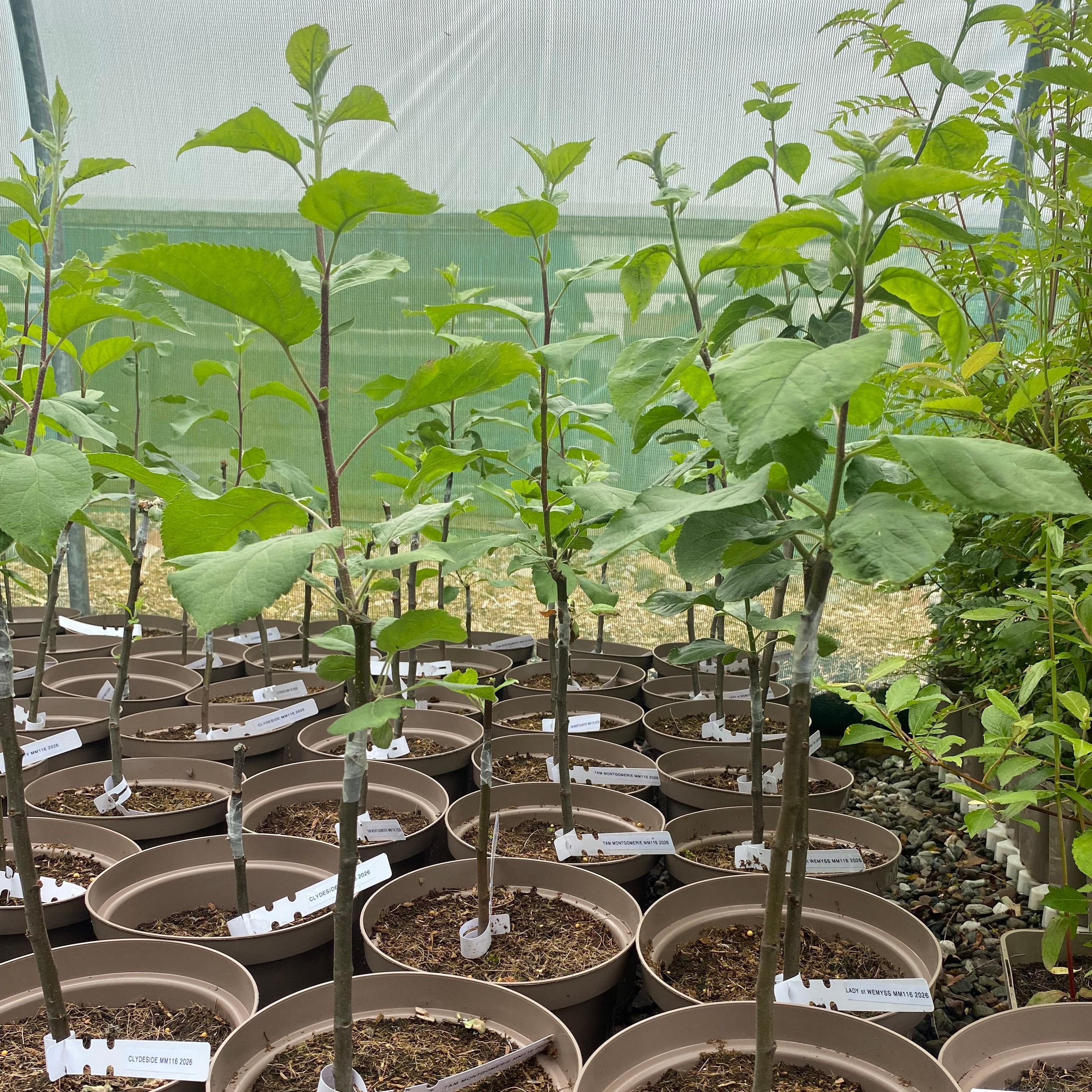 Heritage apple trees