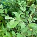 Eared willow