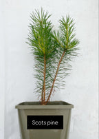 Potted trees - individual LARGE