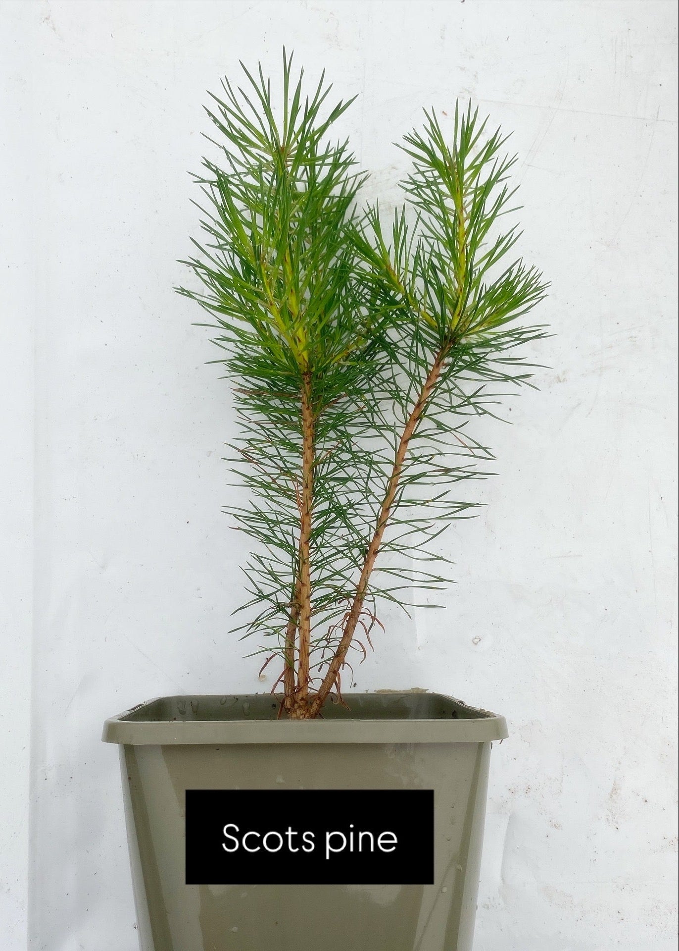Potted trees - individual LARGE