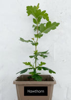 Potted trees - individual LARGE