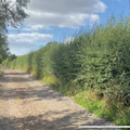 Hedgerow starter pack (10 metres)