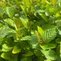 Alder