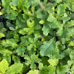 Pedunculate oak