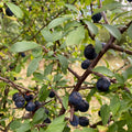 Blackthorn