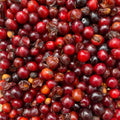 Bird cherry