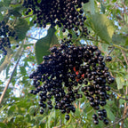 Elder