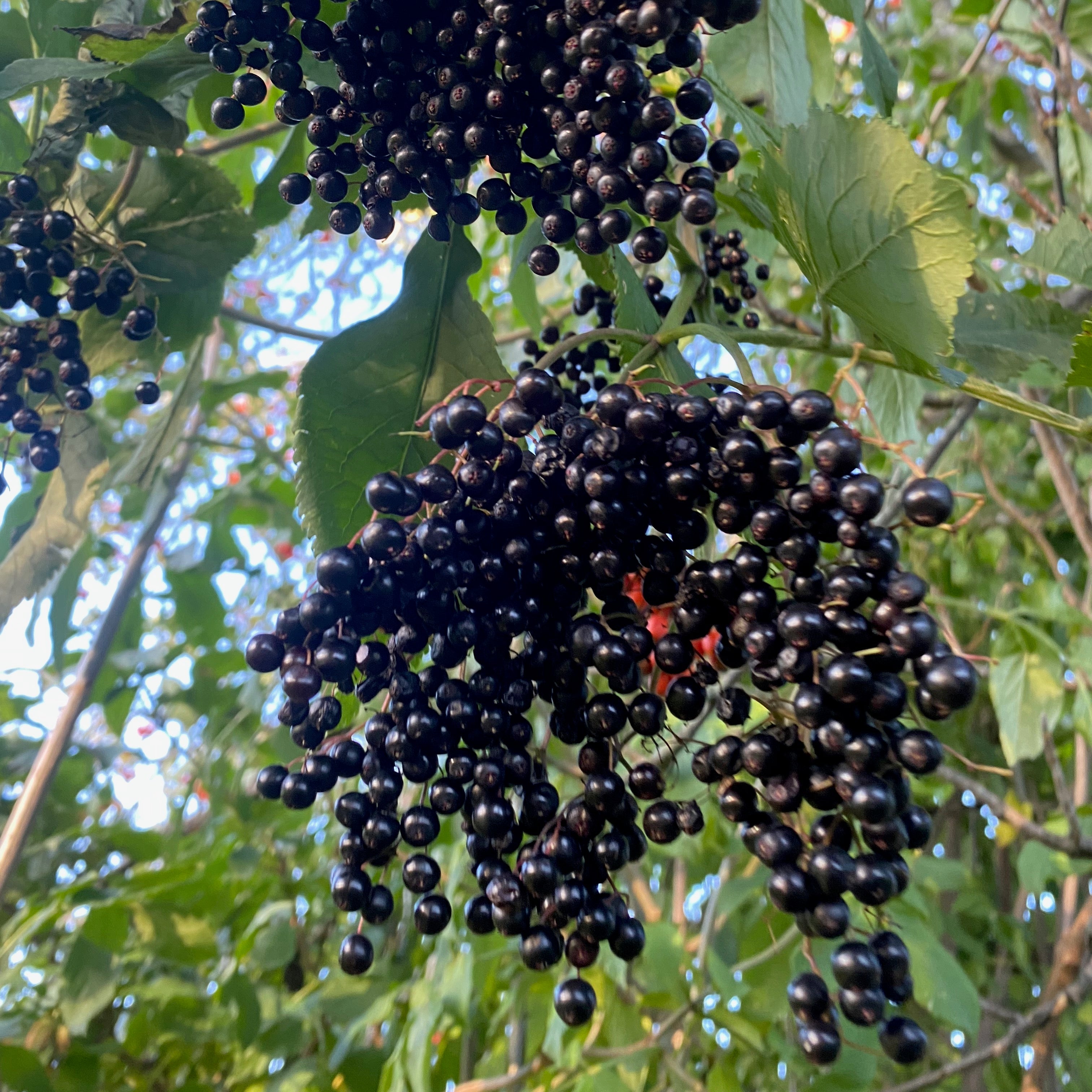 Elder