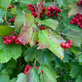 Guelder rose