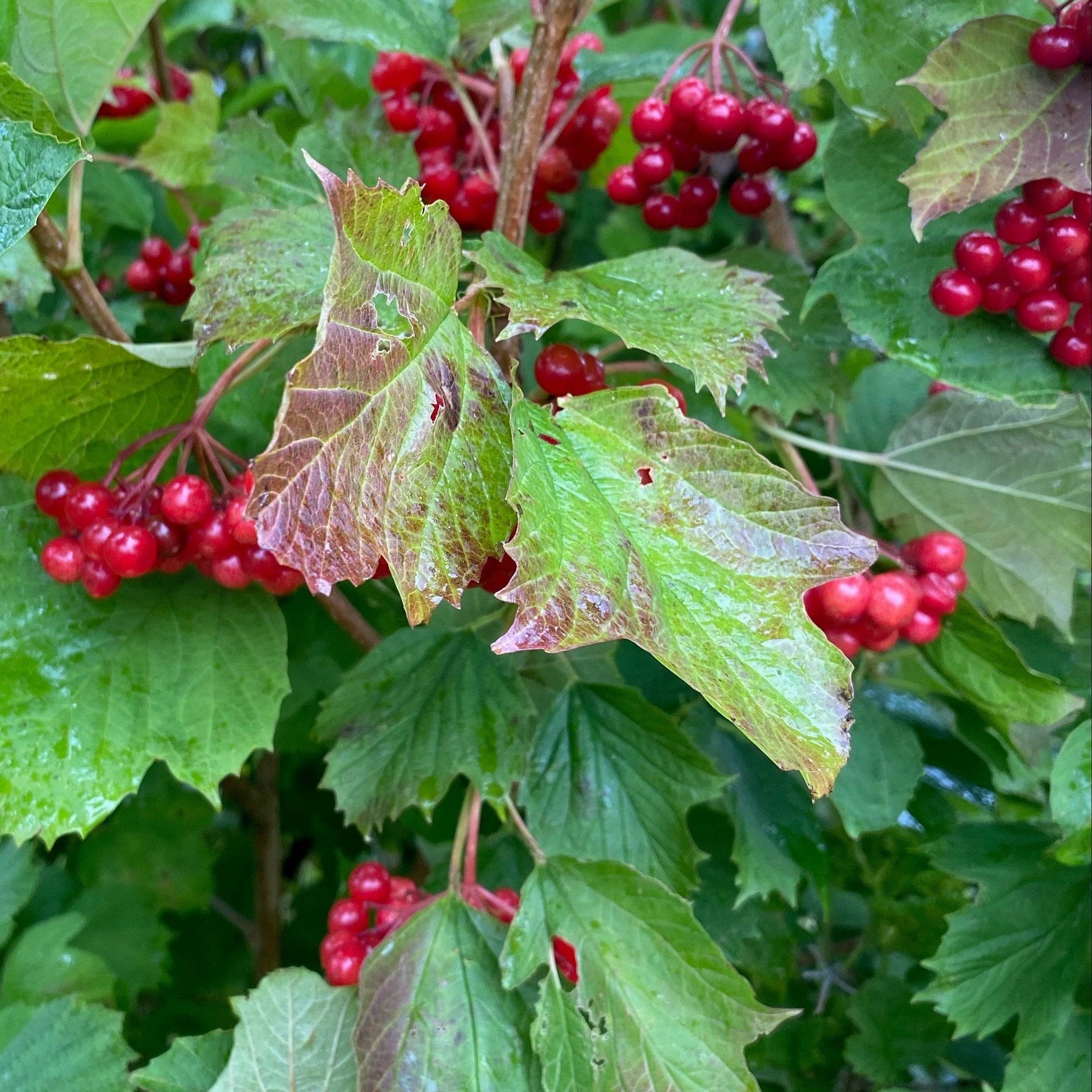 Guelder rose