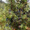 Juniper