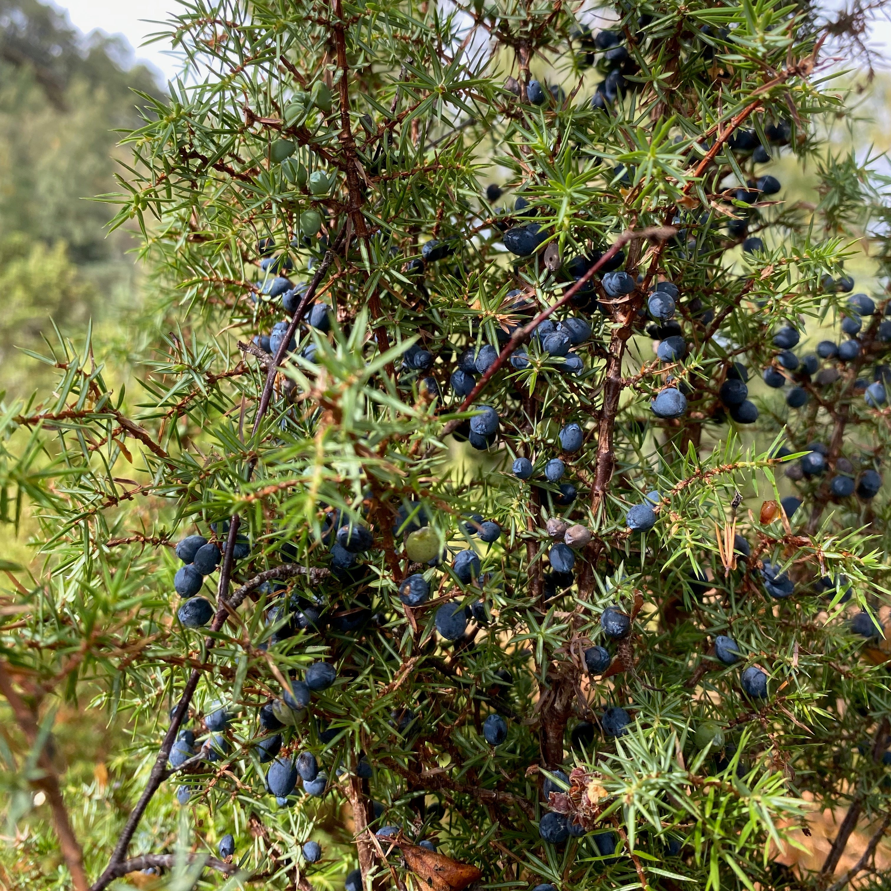 Juniper