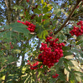 Rowan