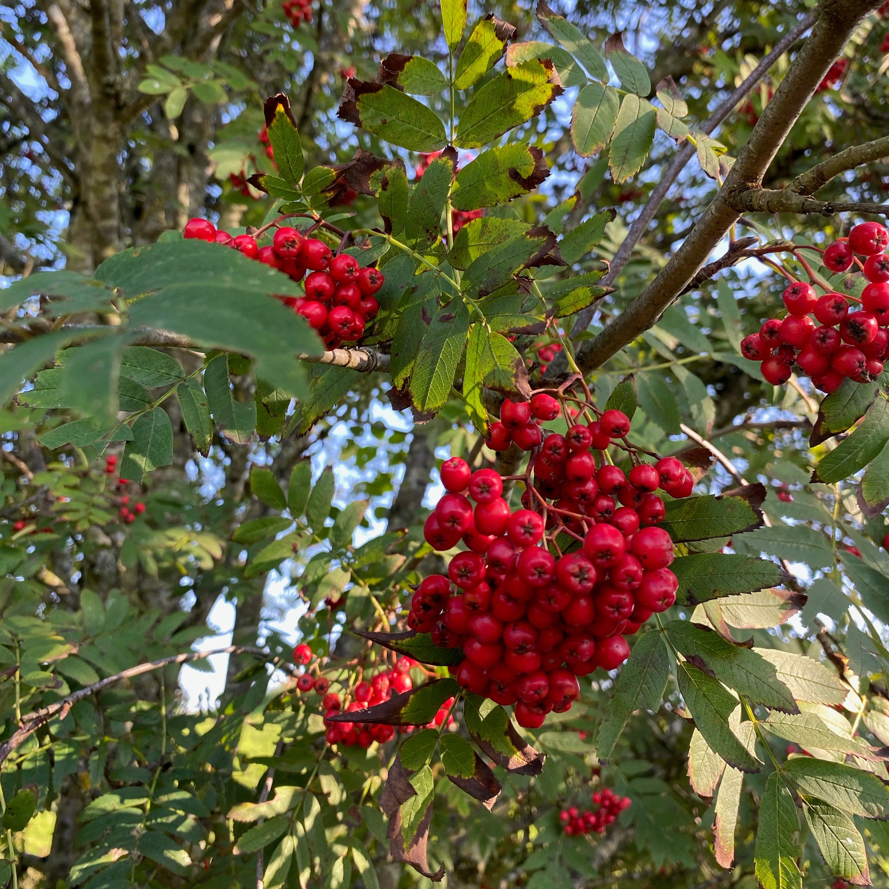 Rowan