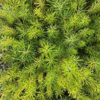 Scots pine
