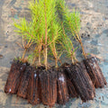 Scots pine