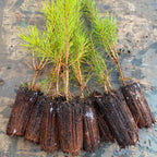 Scots pine