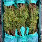 Scots pine
