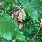 Wych Elm