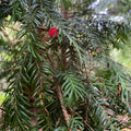Yew